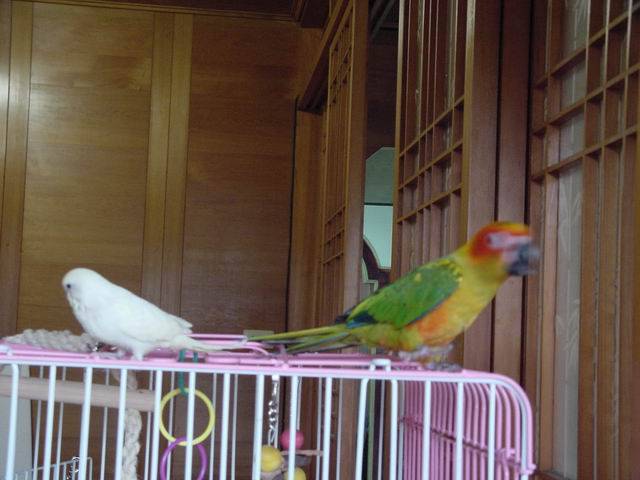 一山不容二鳥!!