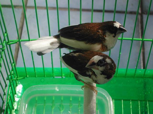 胖胖鳥......