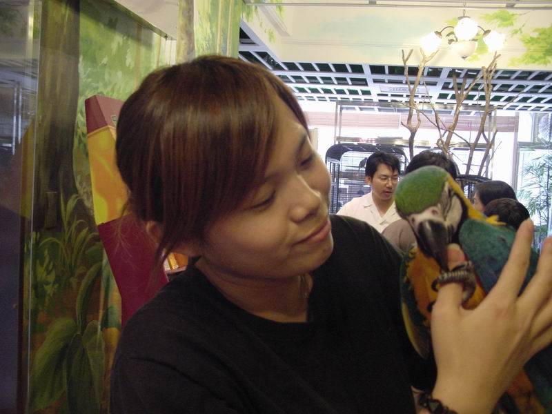 硫璃金剛幼鳥