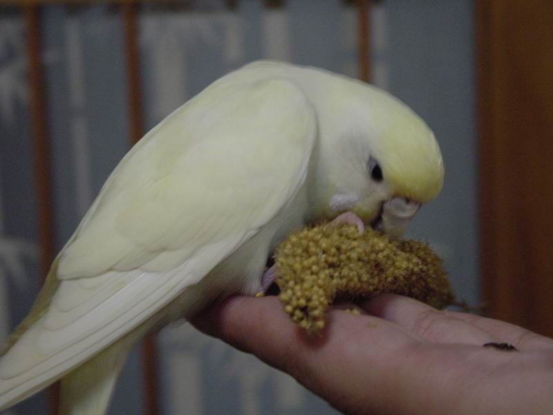 小鳥吃米圖1