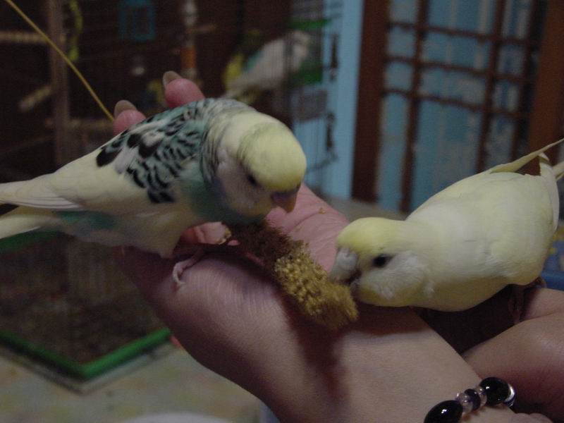 小鳥吃米圖3