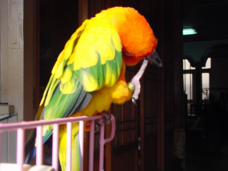 挖鼻孔的鳥1