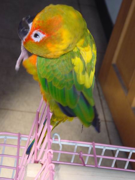 挖鼻孔的鳥2（高難度喔）
