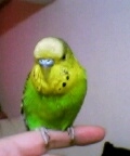 wennyt