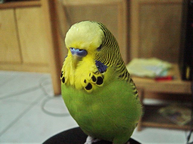 看什麼看…是沒看過帥哥哦?