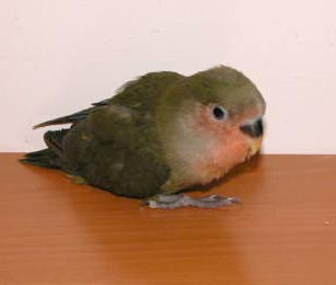 最不怕人的鳥