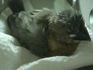 wildkiwi