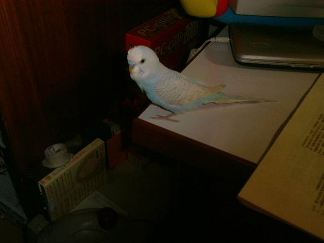 wilee