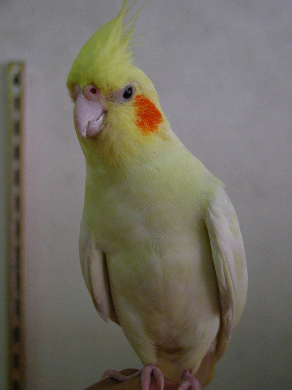 wind