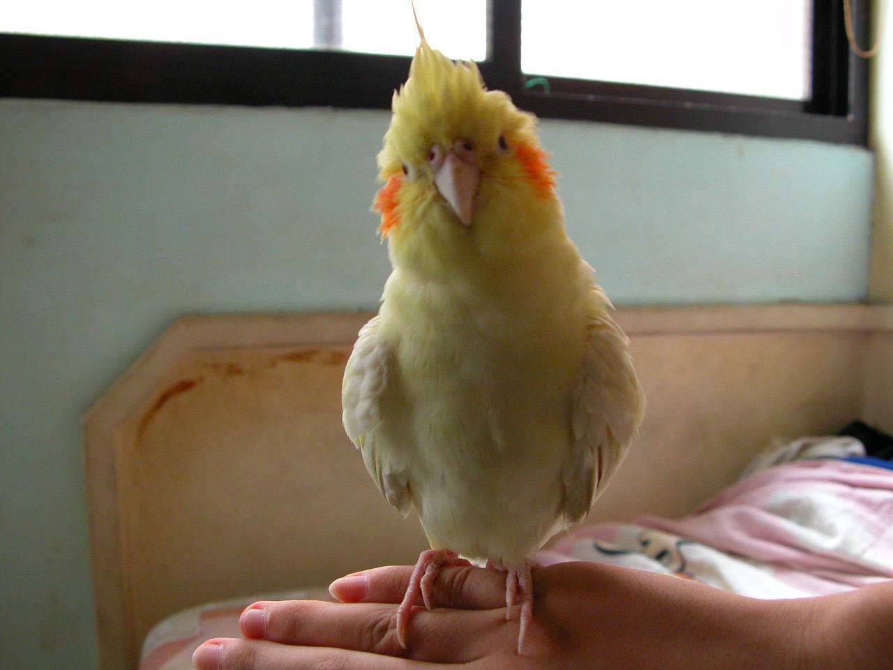 岳飛鳥