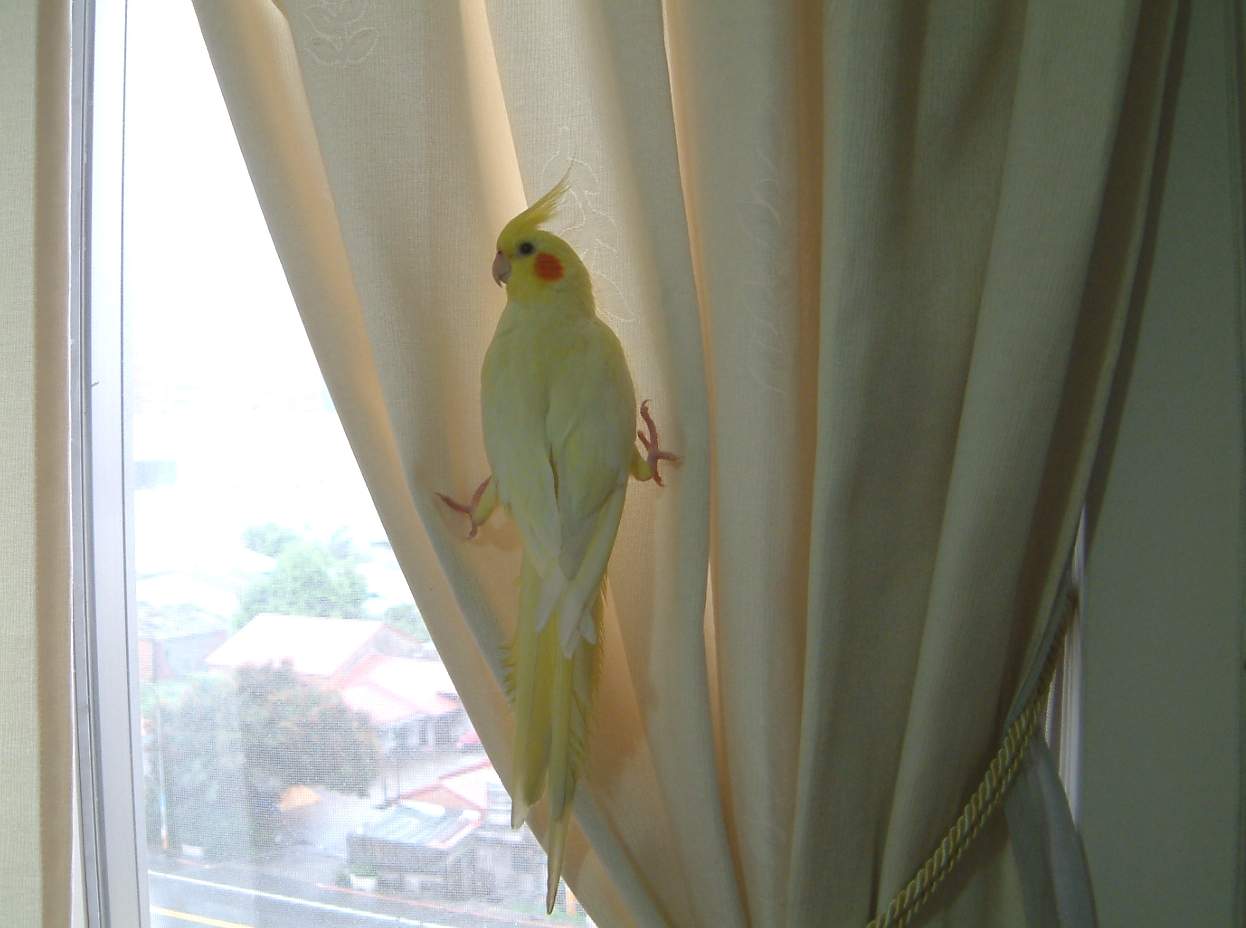 壁虎玄鳳貝貝