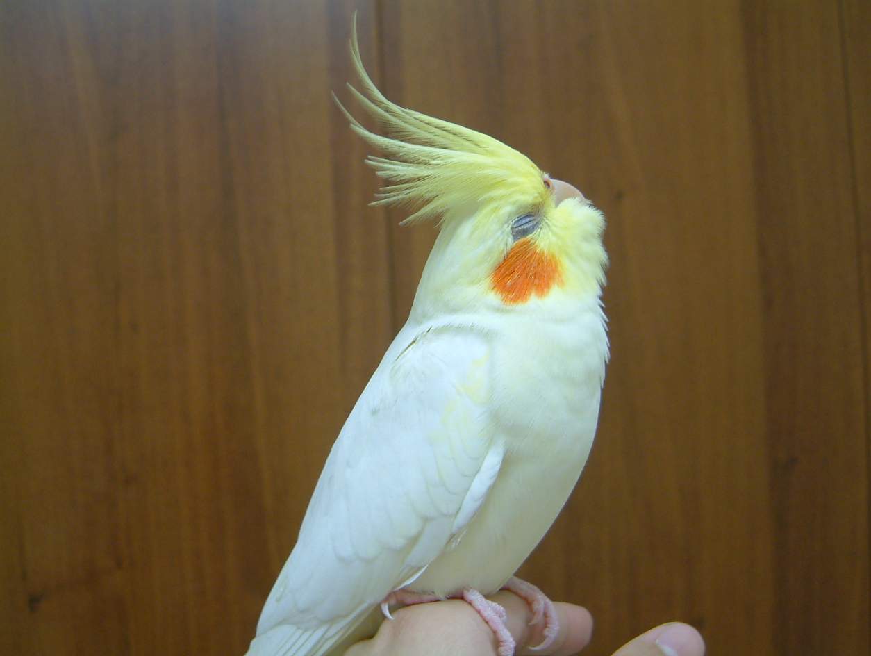 雄糾糾