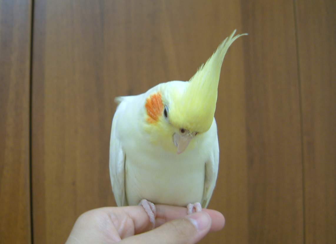 閃亮亮頭毛