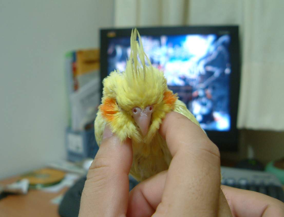 獅子頭貝貝