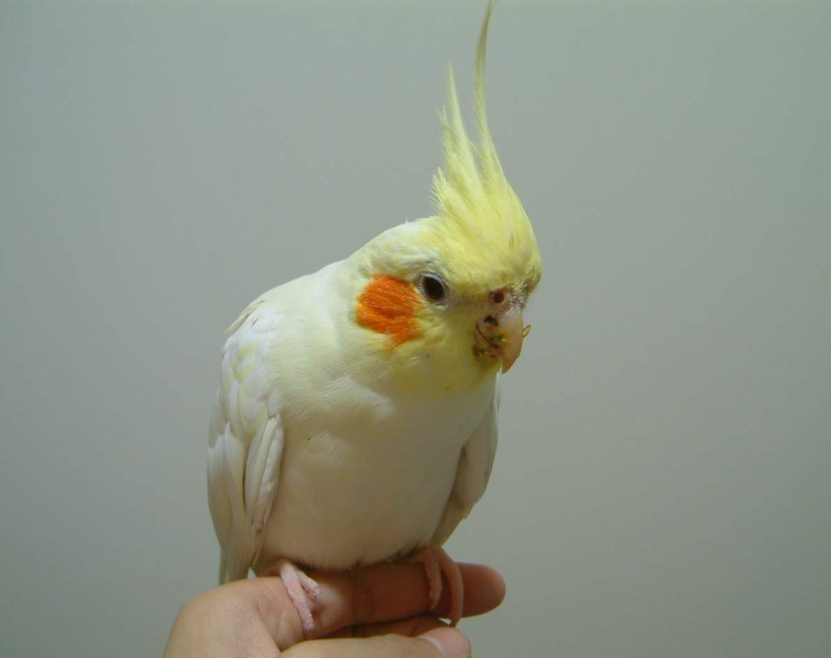 寶寶帶便當