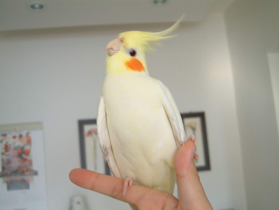 黃金左腳