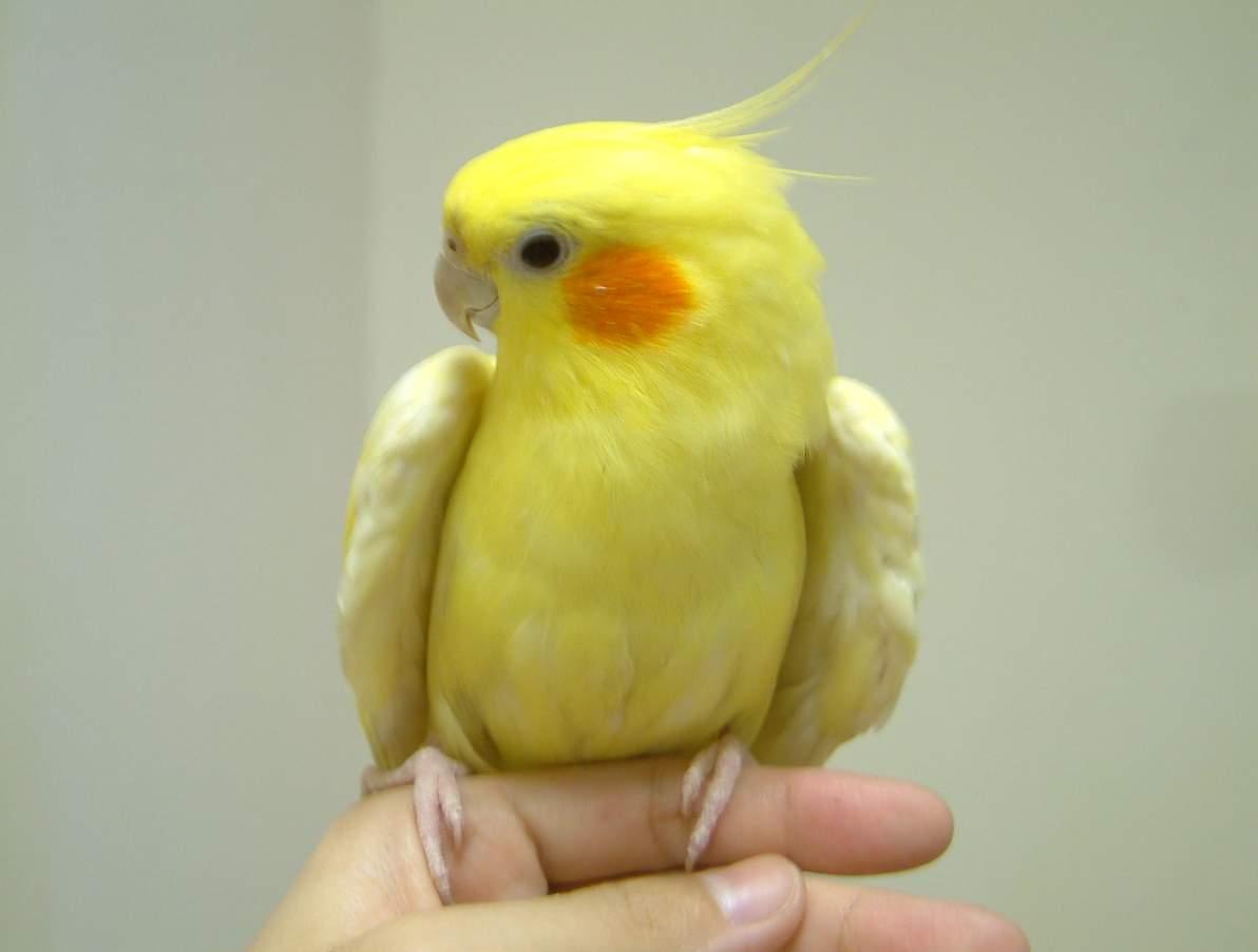 超黃玄鳳正面