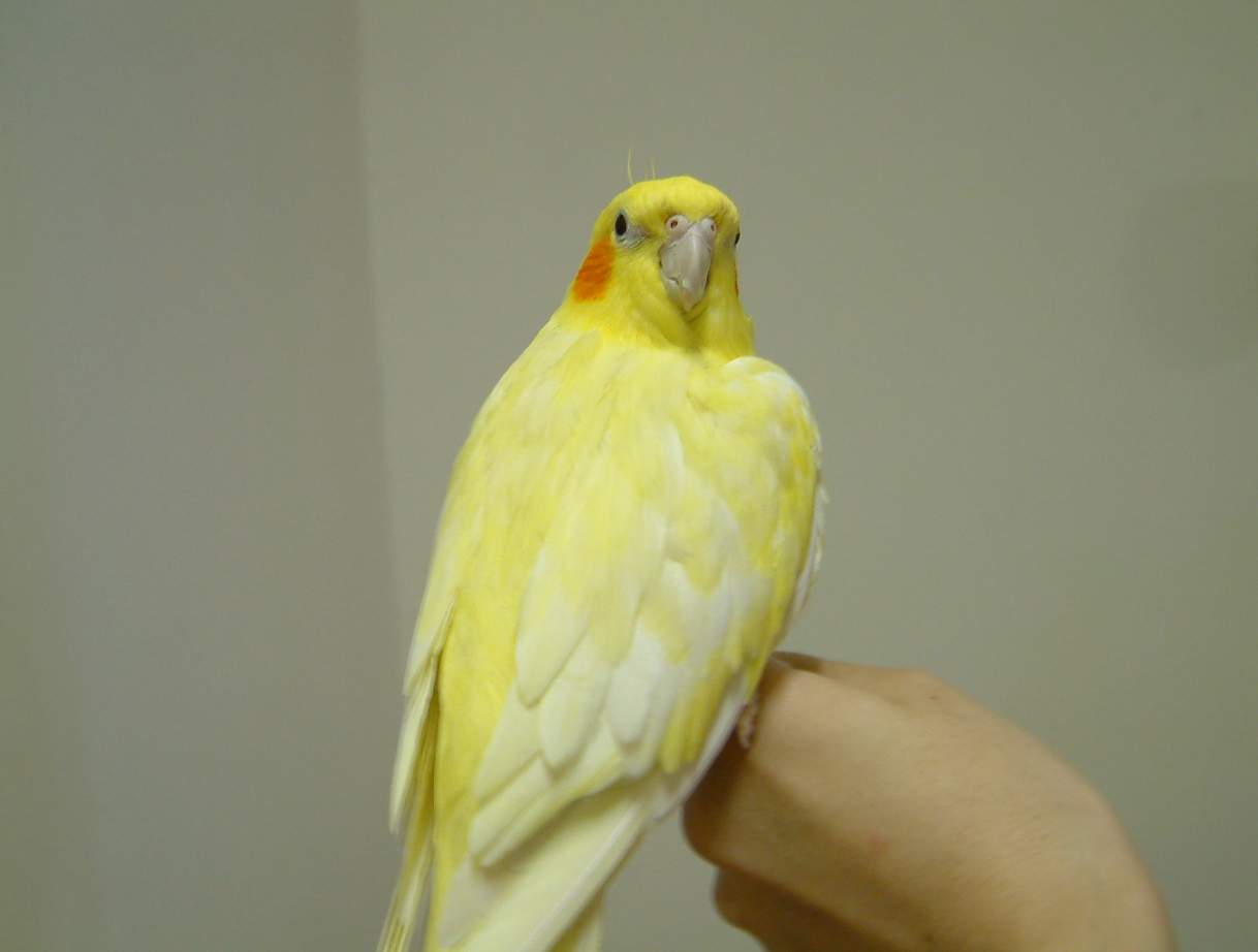 超黃玄鳳背面