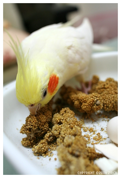 粟米穗鳥鳥愛