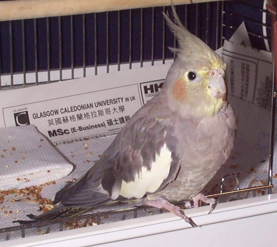 woodpecker