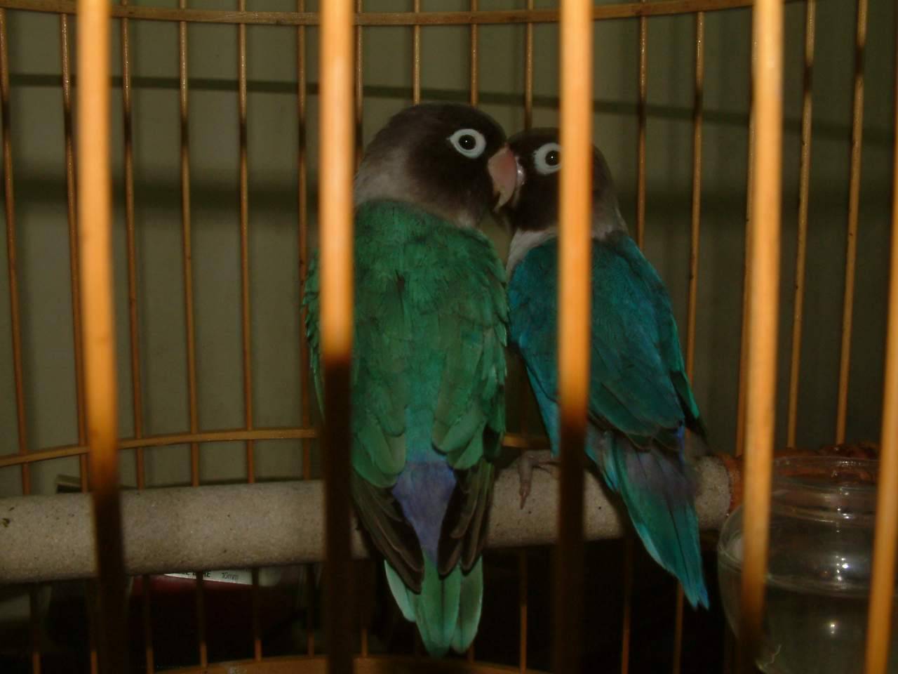 新加入鳥口