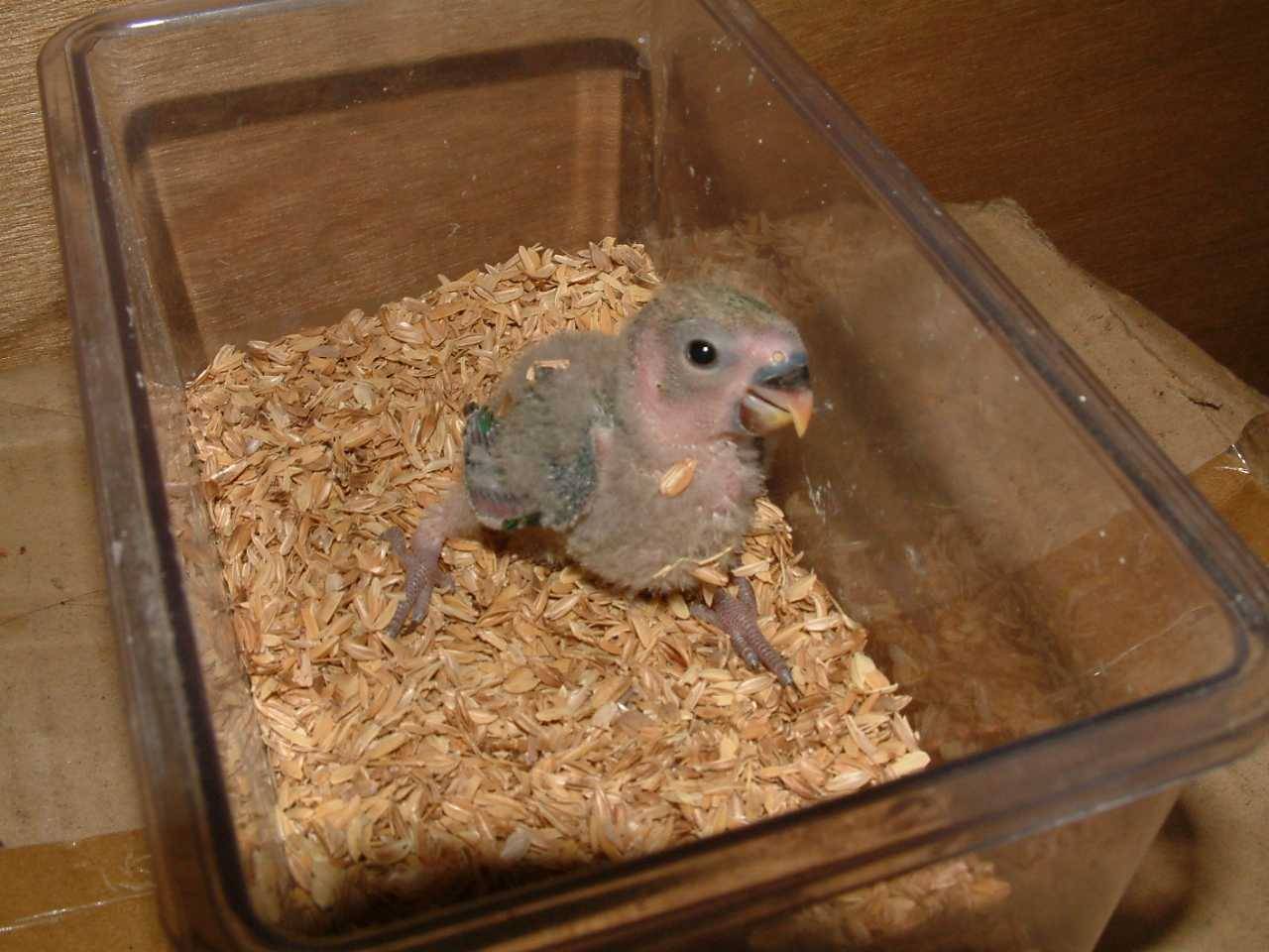 新生報到