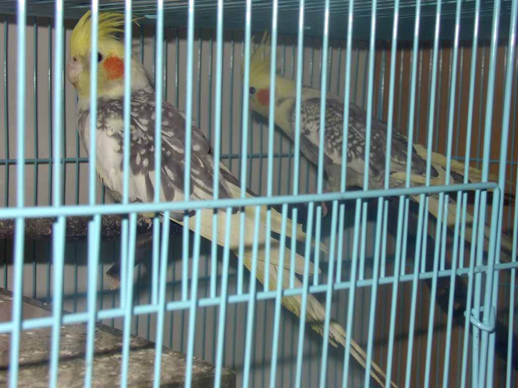 我的愛鳥
