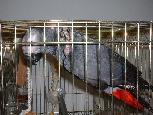 有軟骨功的鳥....