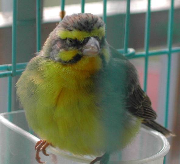 這是什麼鳥?