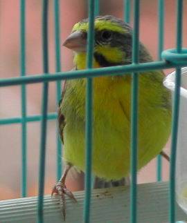 不隻名的鳥2