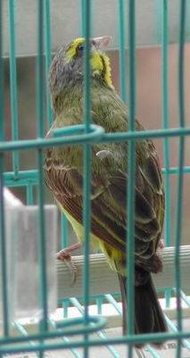 不知名的鳥3