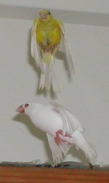 龍飛鳳舞～