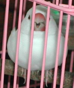 大肥鴨PART 2