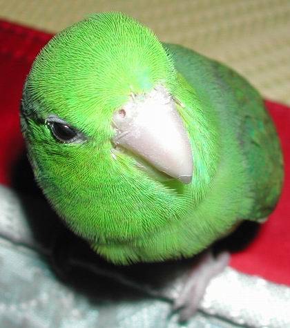 大頭鳥