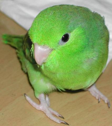大頭鳥2