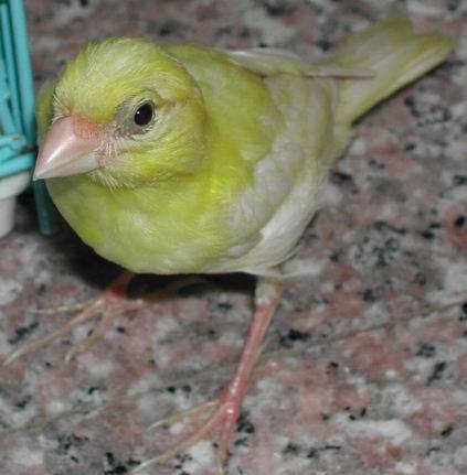 大頭鳥3