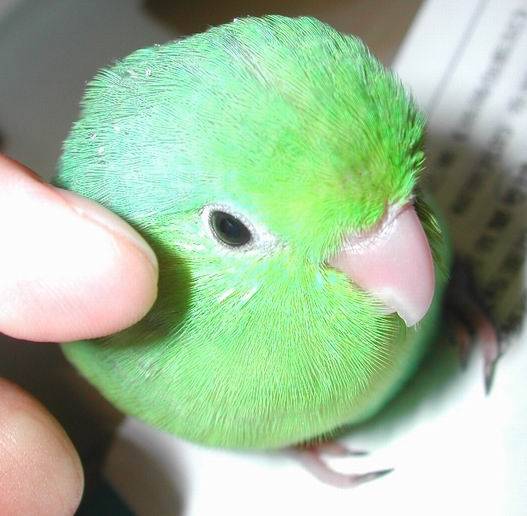 大頭鳥4