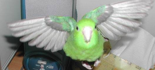 大頭鳥～