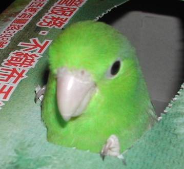 我不是土撥鼠～