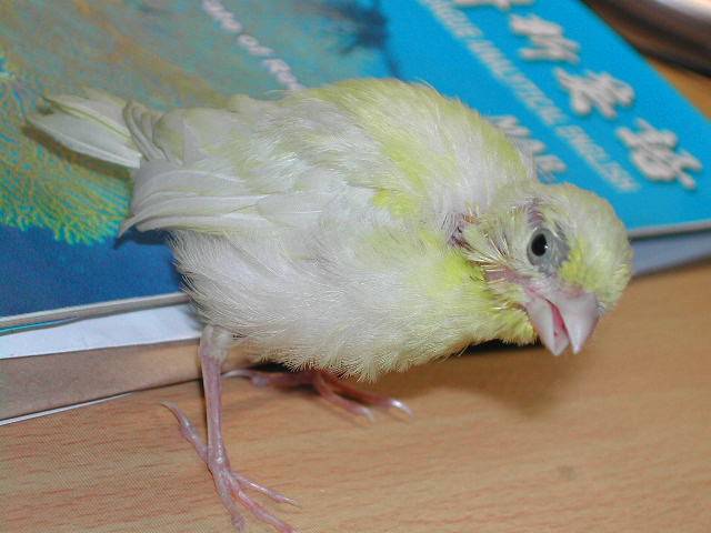 可愛的ㄍ一ˊㄍ一ˊ
