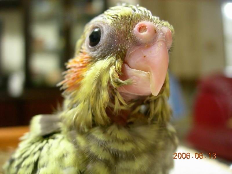 玄鳳寶寶