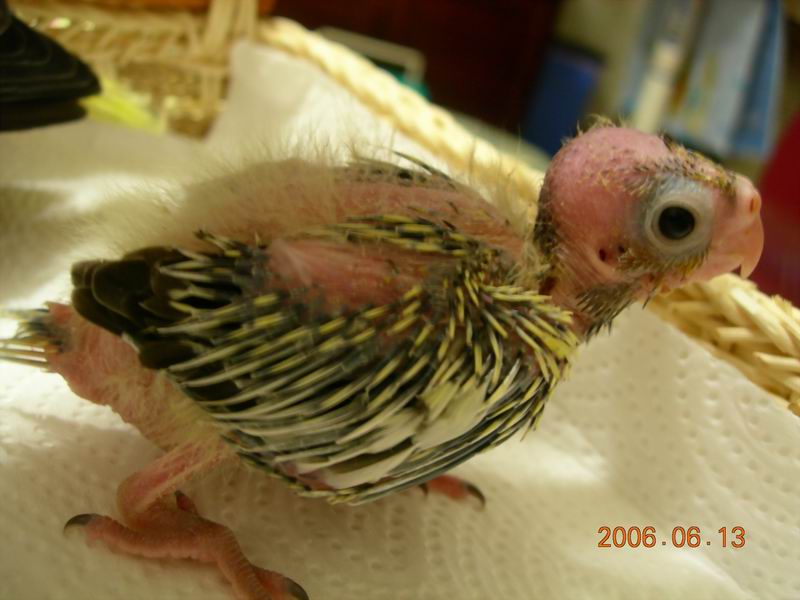 玄鳳寶寶