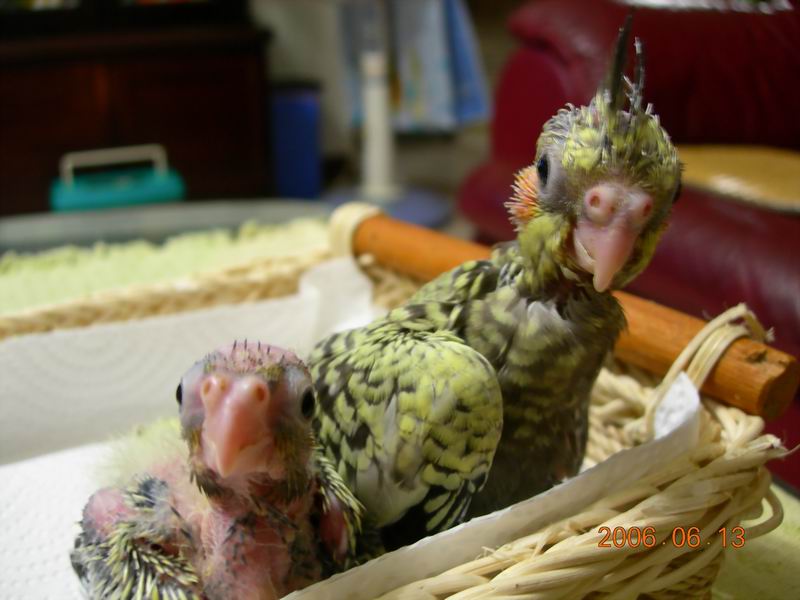 玄鳳寶寶