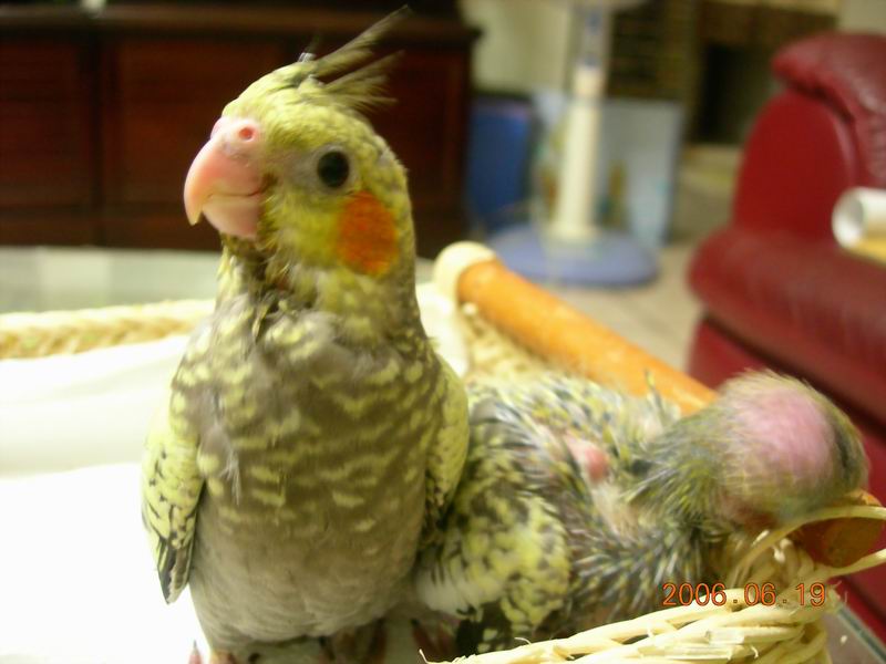 玄鳳幼鳥