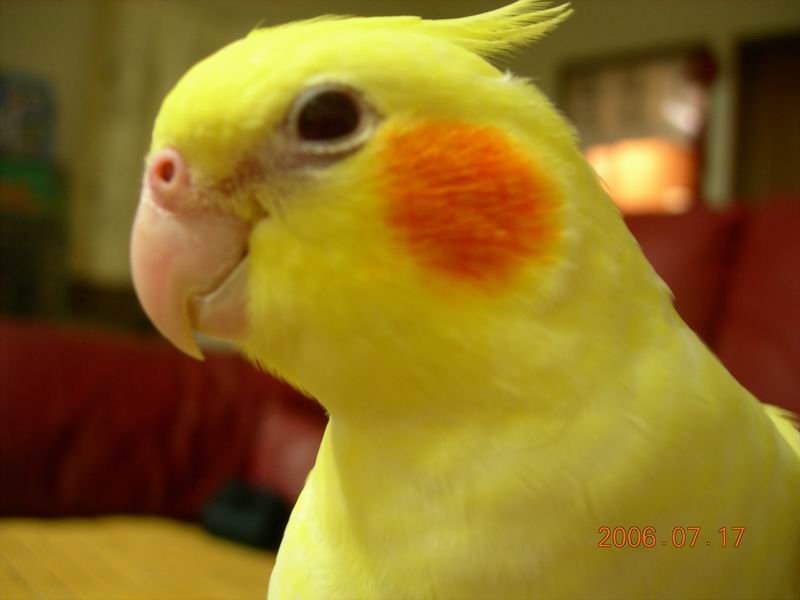 玄鳳寶貝