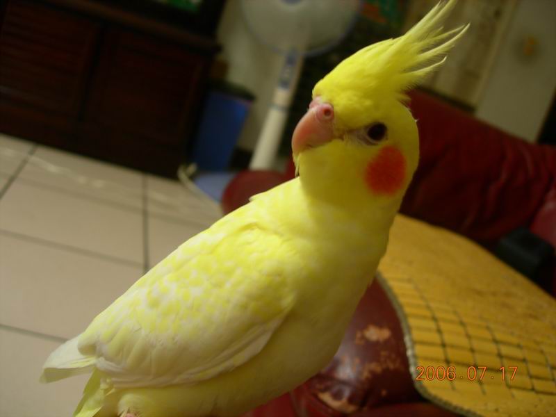 玄鳳寶貝