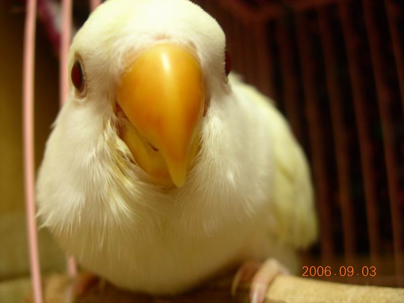 香草奶昔