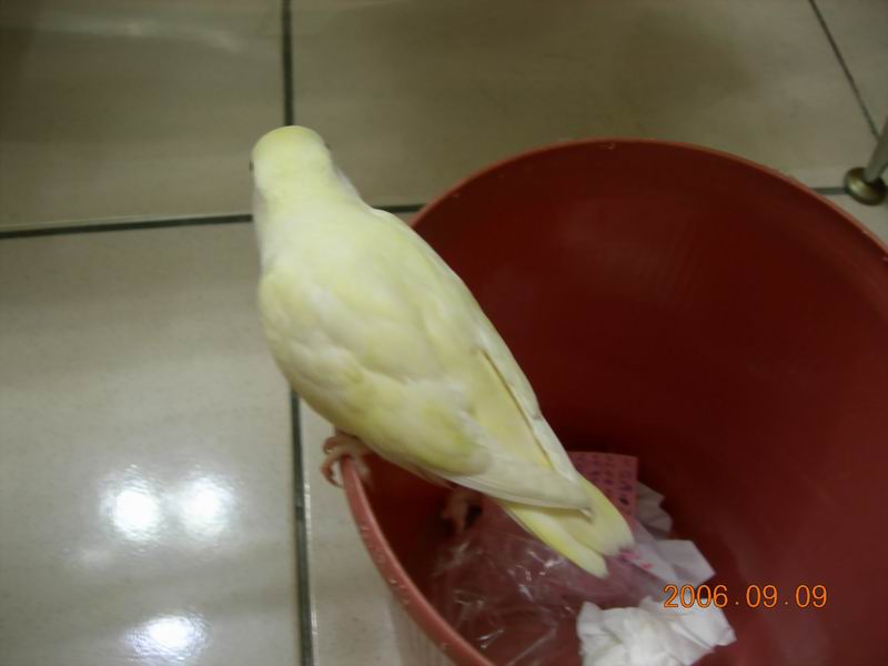 大馬桶？