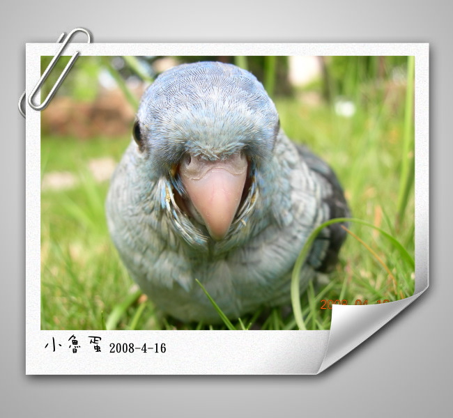 重藍橫斑