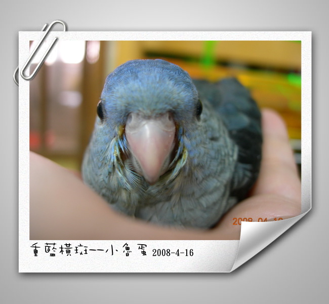 重藍橫斑